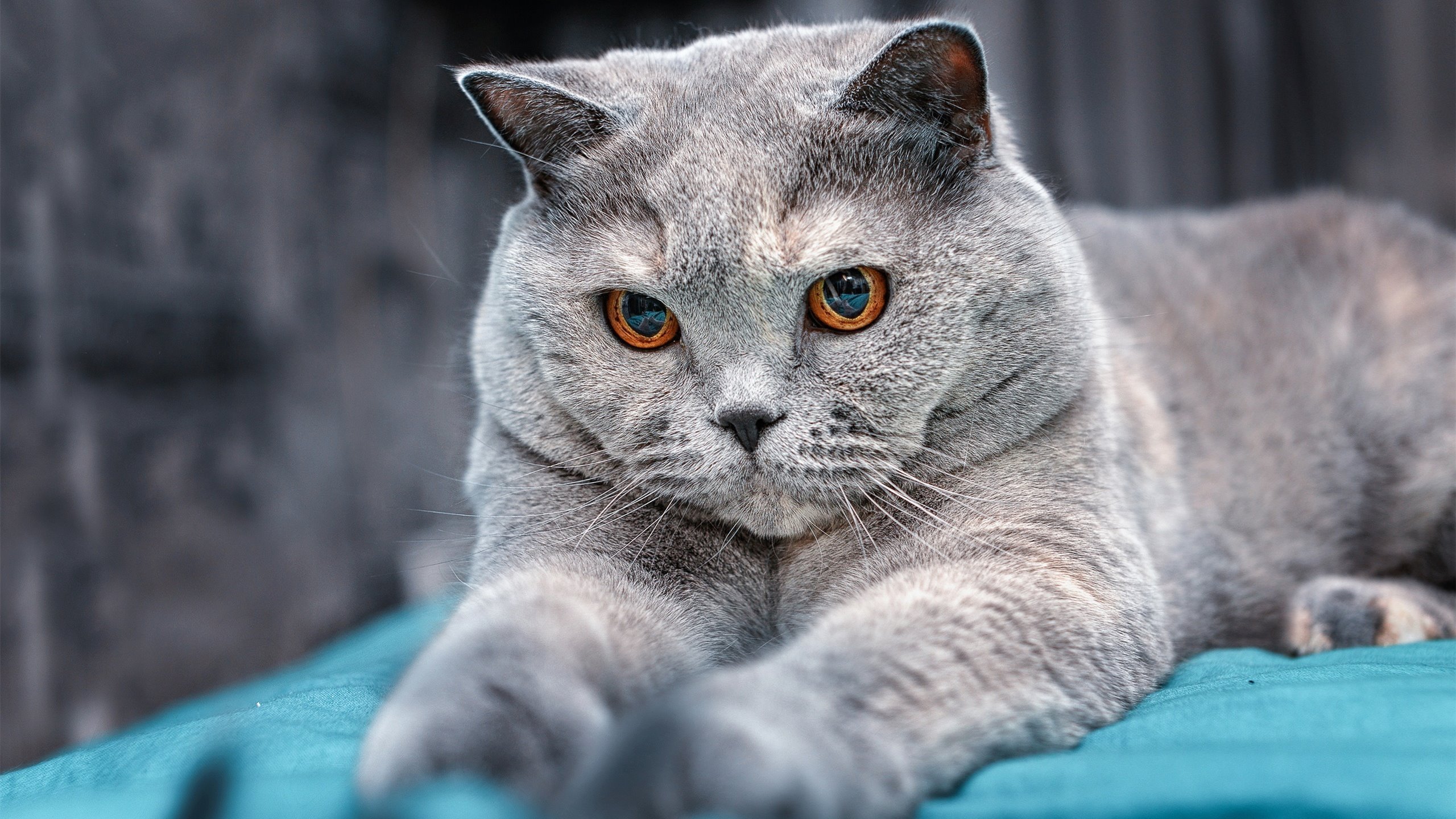 强度压制，当广厦队与德罗赞跨越时空的同频共振