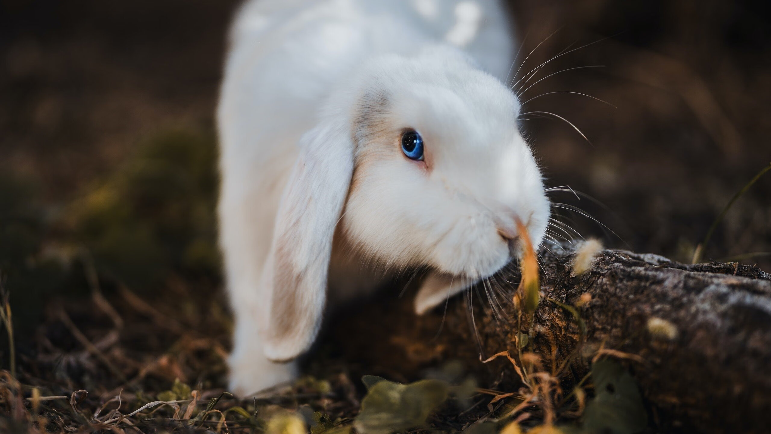 跨界风暴,快船惊天逆转辽宁队,布克意甲焦点战独领风骚