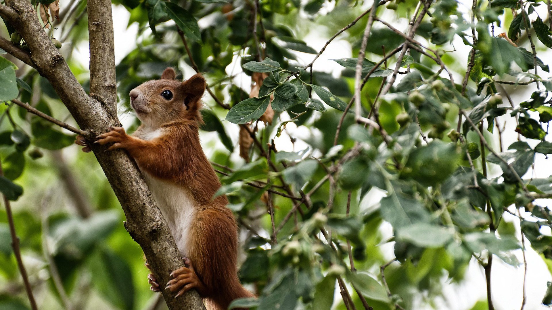 超维门神,当库尔图瓦将无争议变成一种震撼
