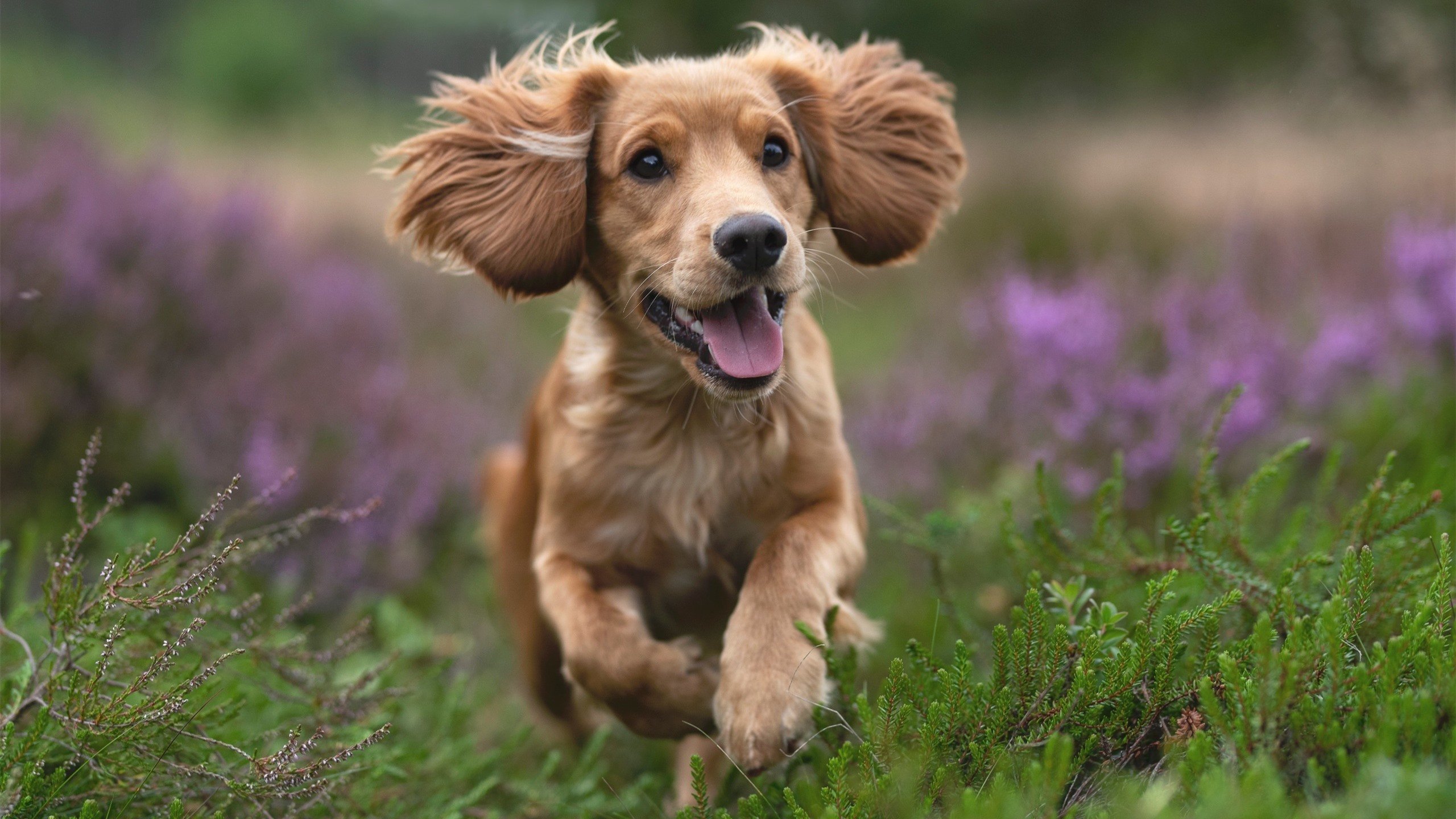 小个子大心脏!广东队爆冷单节击溃爵士,德罗赞关键进球定乾坤