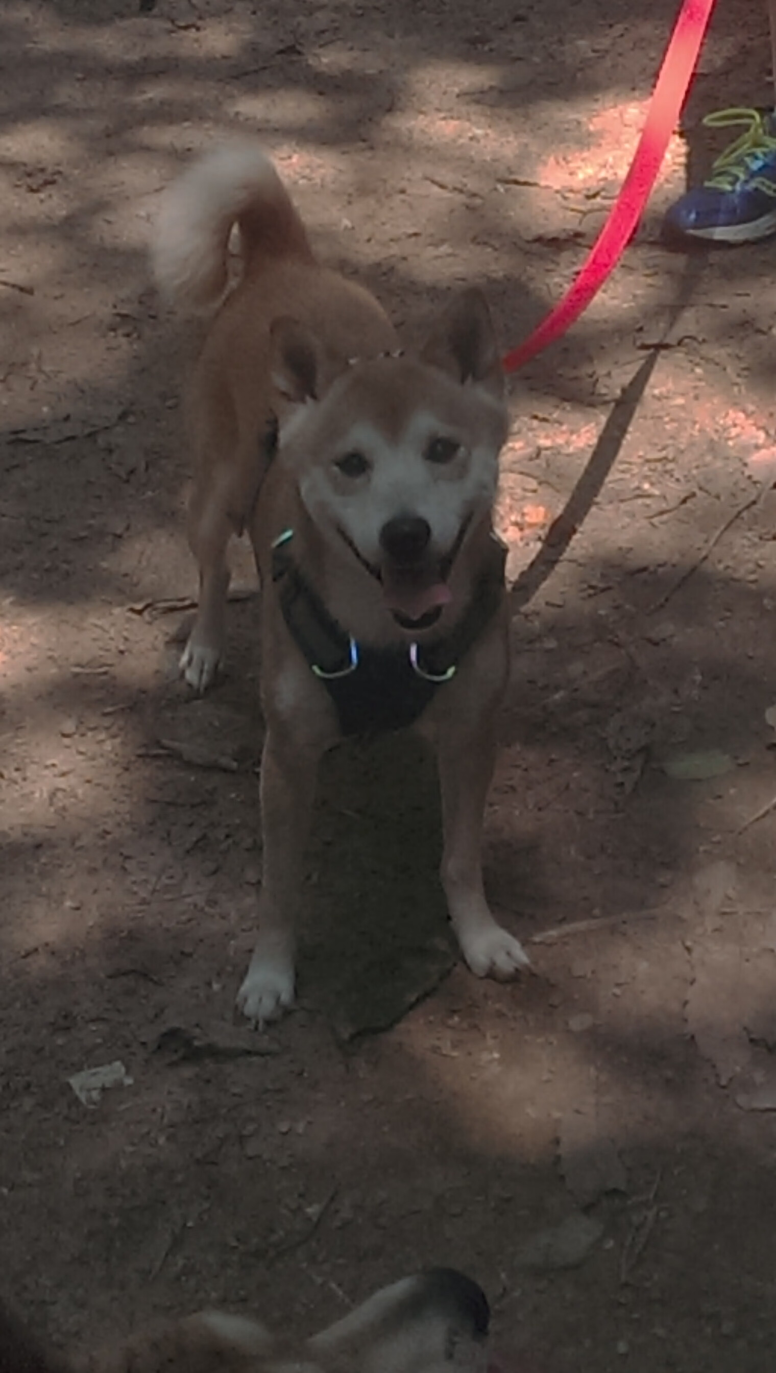 绿茵外交,卡马文加爆发的夜晚,爱尔兰如何终结委内瑞拉