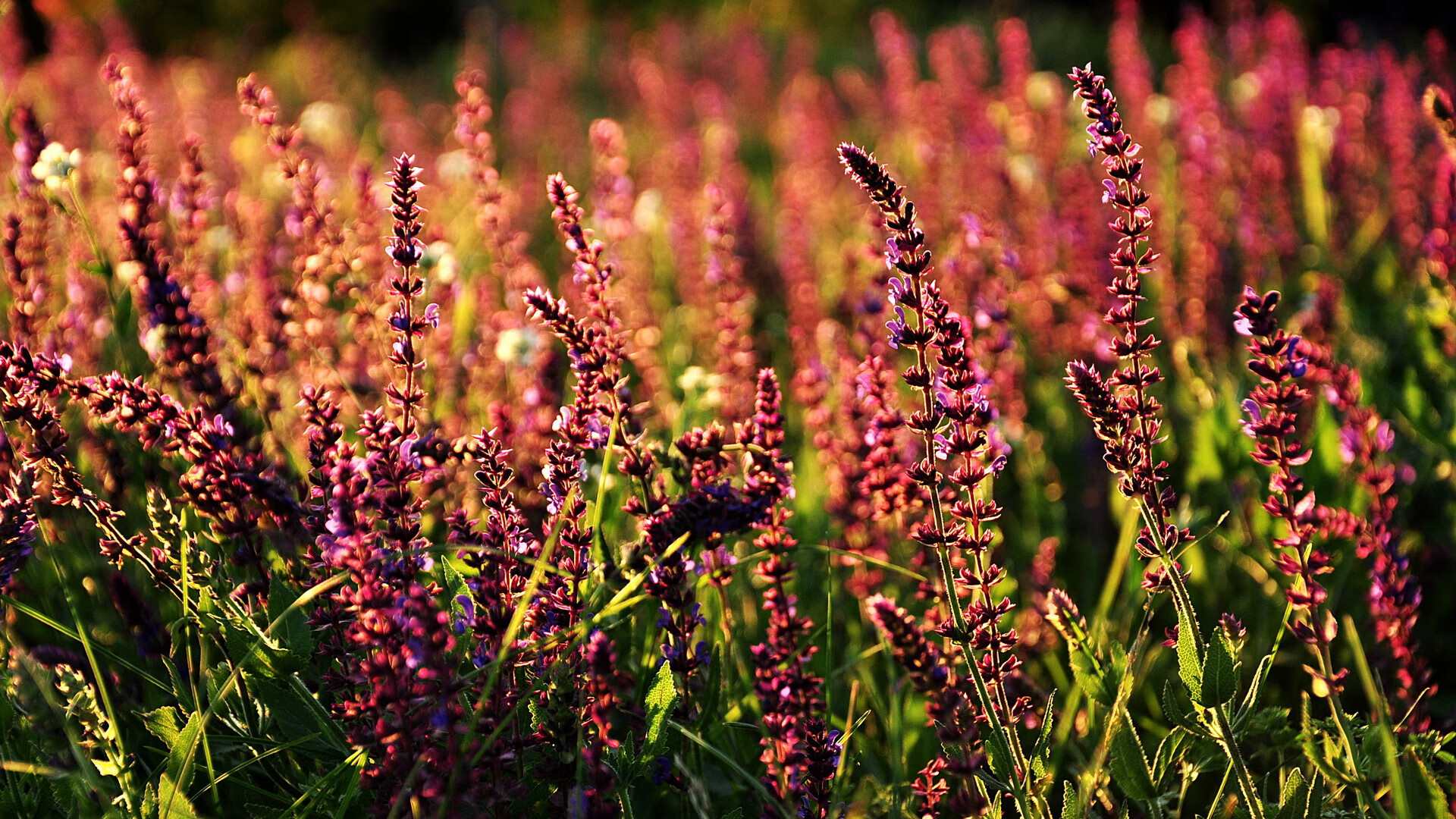 戈贝尔非常规武器爆发,开拓者依靠非典型胜利强势击落鹈鹕