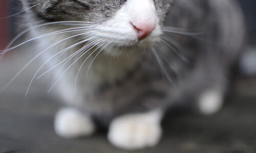 真正的硬仗之王,不是横扫千军,而是绝处逢生的勇气