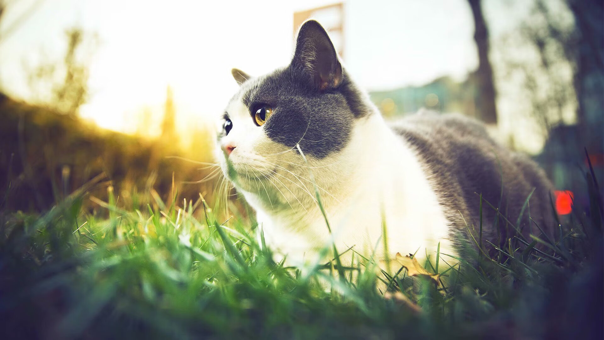 时空褶皱中的希腊堡垒，当伊布在阿森纳的阴影里加冕