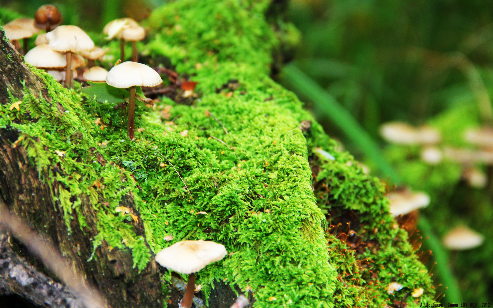 上帝之手与武士之殇,当个人能力遭遇集体硬仗