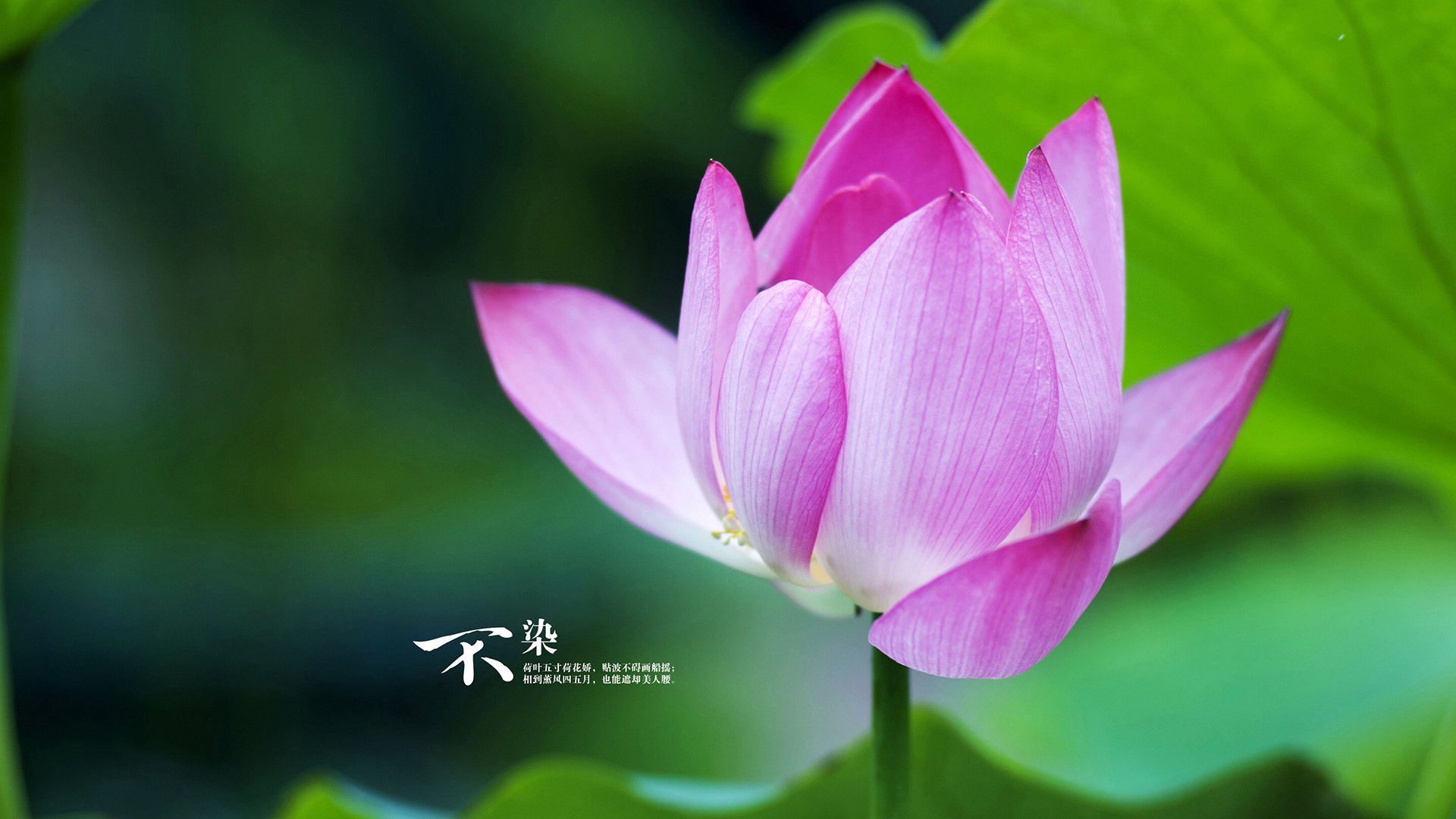 永恒之城奏凯歌，卢卡库一剑封喉，罗马主场粉碎瑞士铁壁