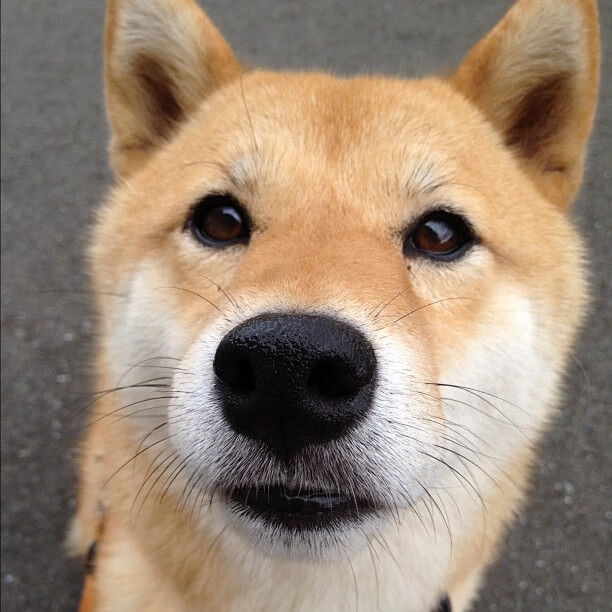 铁骑踏碎金州，马克西末节觉醒—骑士用节奏绞杀勇士