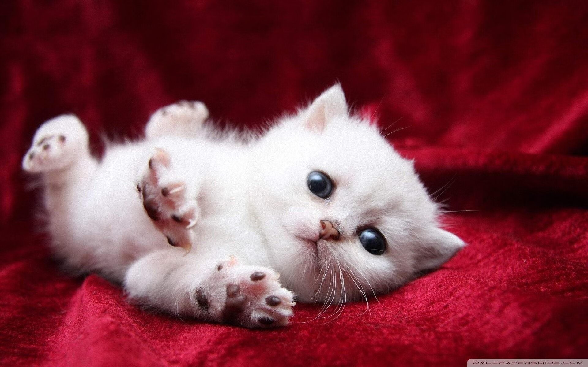 鹰击达拉斯，字母定乾坤，当雄鹿之翼笼罩独行侠之夜