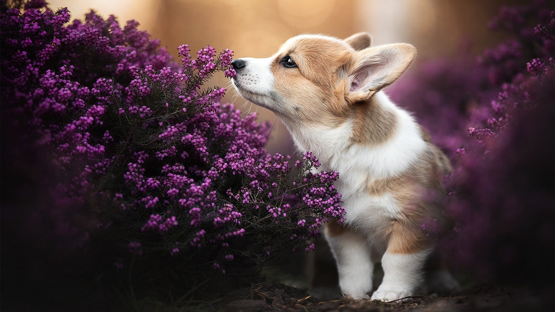 暴雨中的红色闪电，拉什福德狂暴输出导演史诗逆转，威尔士铁骑踏碎佛罗伦萨蔷薇
