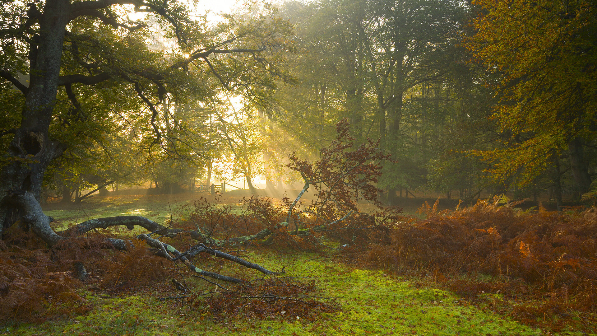 马赛曲与斗牛士,努涅斯,惊涛骇浪中的秩序本身