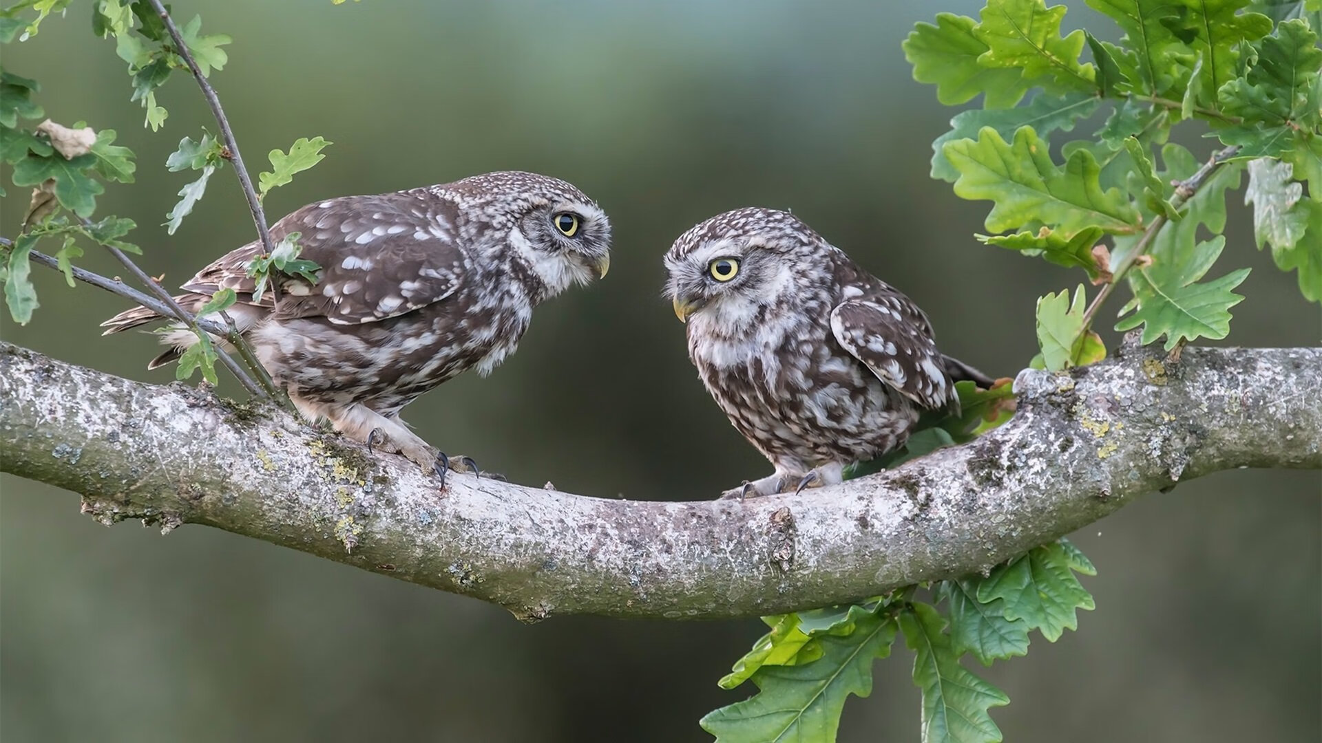 致命三分！欧洲联赛惊魂绝杀，武切维奇加冕关键先生