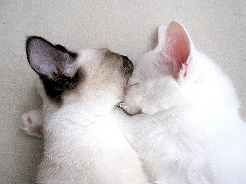 跨界巅峰对决,西决生死战焦点,国王队惊险胜出北京队