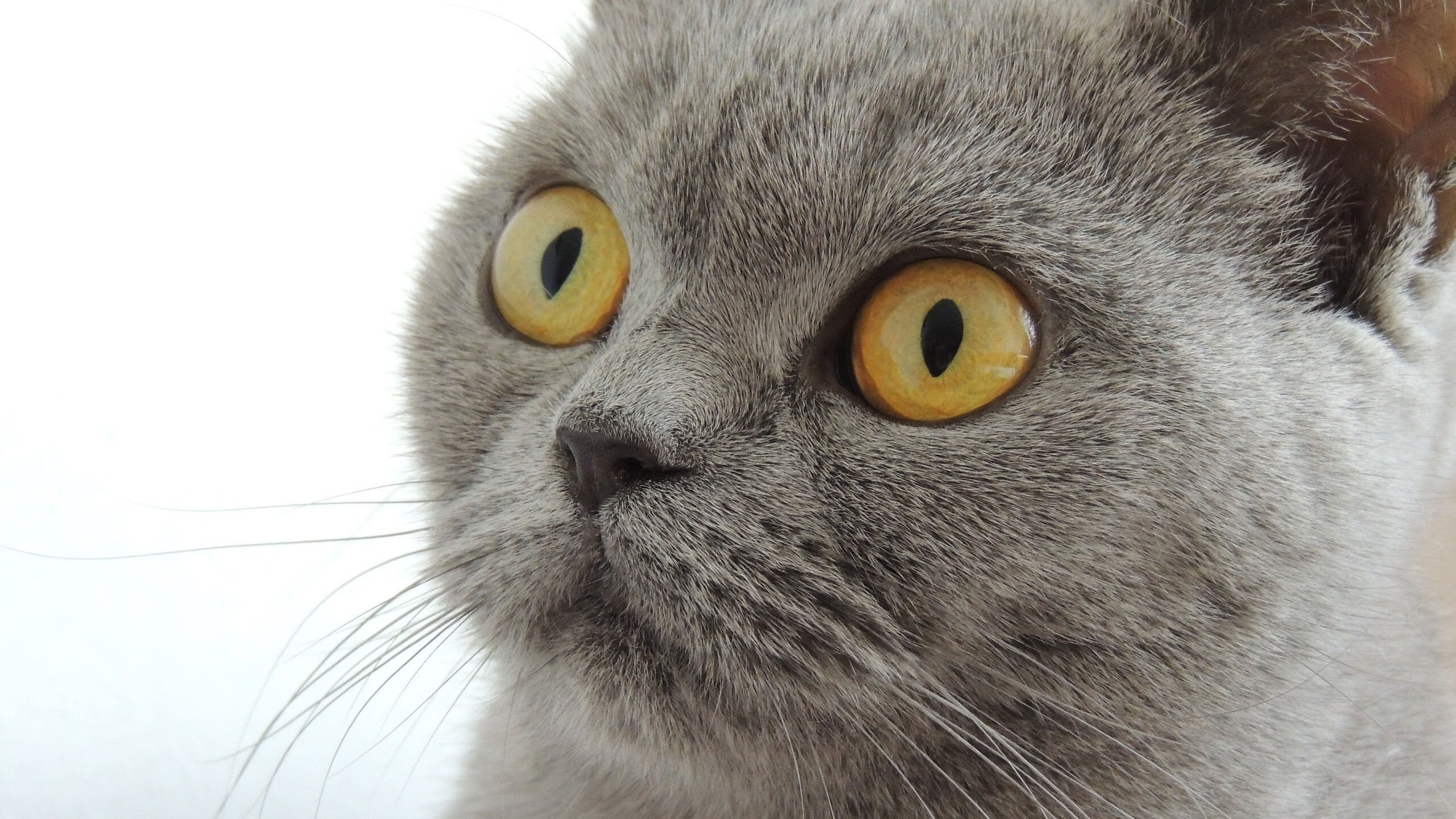 京沪大战的寂静与轰鸣,浓眉以静制动,定义唯一的关键时刻